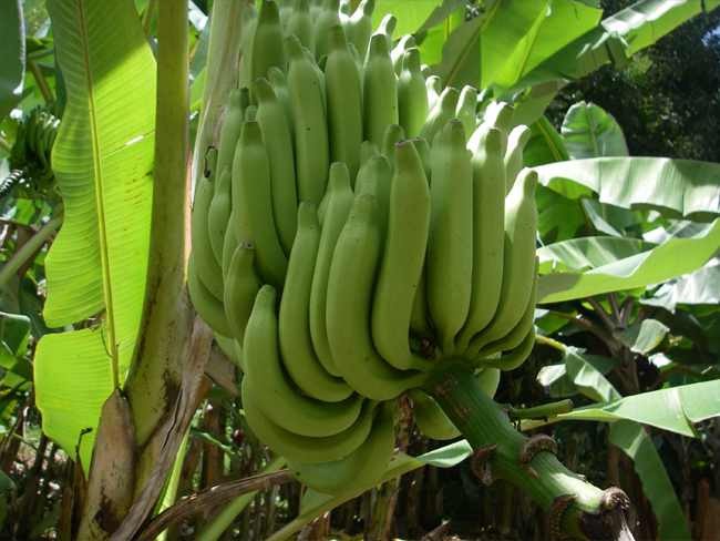 Bananes: Baisse de la production de 2,7% au Brésil