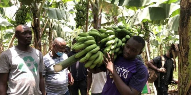 Production de bananes : la Turquie soutient un projet en Guinée