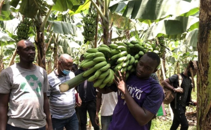 Production de bananes : la Turquie soutient un projet en Guinée