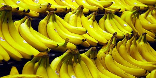 Le Maroc produit de plus en plus de bananes