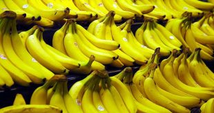La production turque de bananes a augmenté de 32,8% en 2020