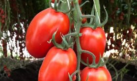 Bayer teste de nouvelles variétés de tomates résistantes au ToBRFV