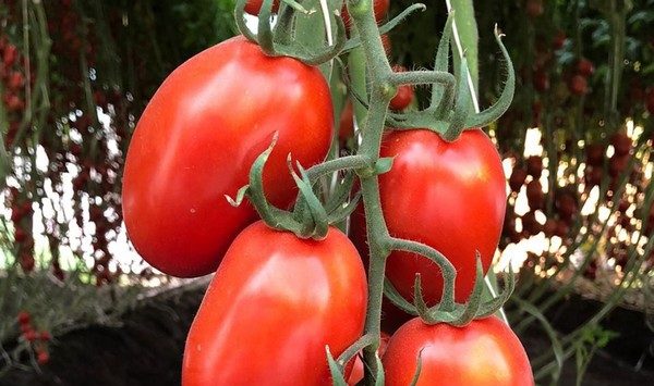 Bayer annonce de nouvelles variétés de tomates résistantes au ToBRFV !