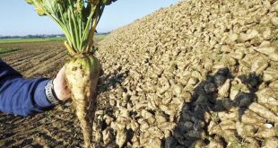 Casablanca-Settat arrache plus de 450.000 tonnes de betteraves à sucre