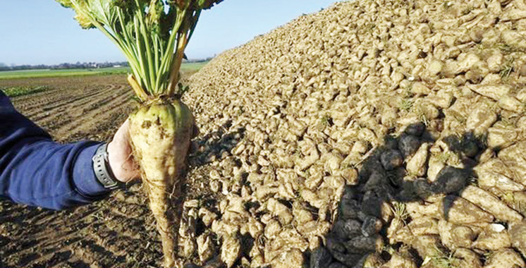 Rabat-Salé-Kénitra : excellente récolte de betterave à sucre