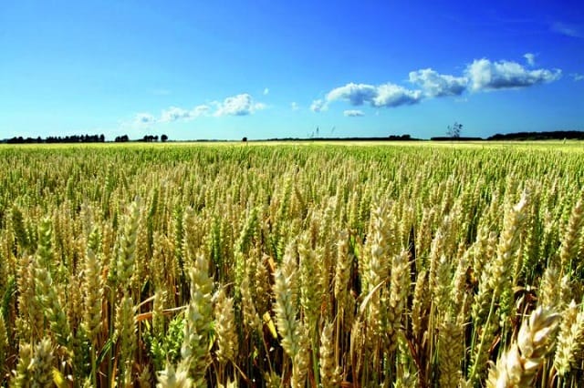 Les agriculteurs marocains craignent une mauvaise campagne agricole