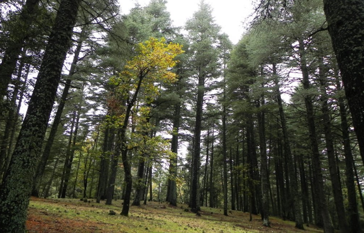 Comment décrire le système de l&rsquo;agroforesterie ?