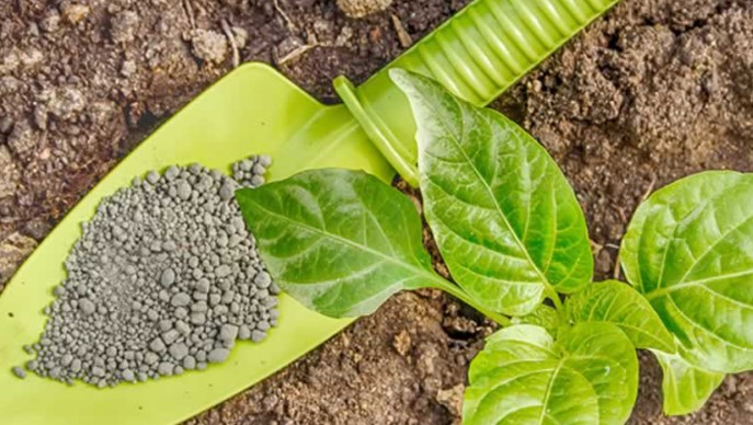 Pourquoi les biopesticides peinent à s’imposer en Afrique malgré leur potentiel agronomique ?
