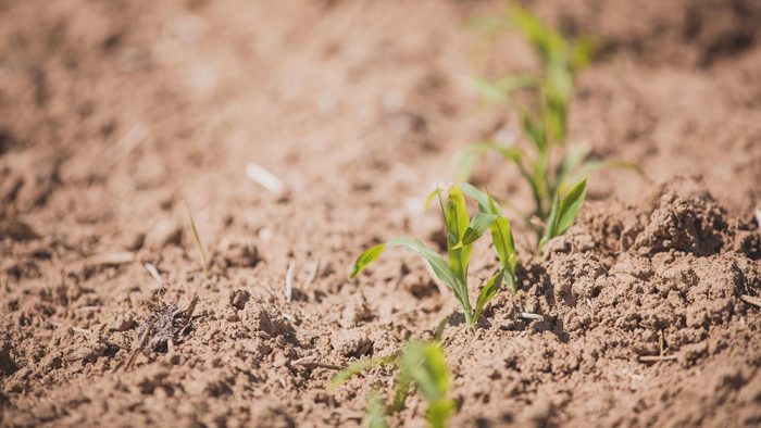 Effet des biostimulants dans la lutte contre la sécheresse