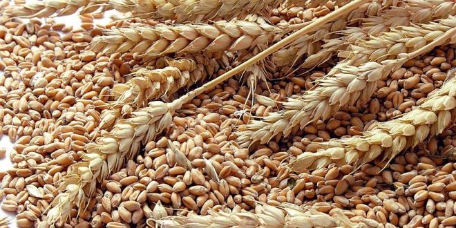 Maroc Ukraine pourrait bientôt devenir le premier fournisseur de blé