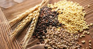 INRA présente ses nouvelles variétés de céréales à Fqih Ben Salah