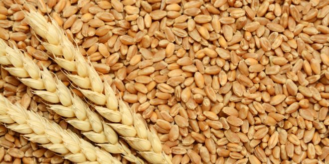 Céréales-La-sécheresse-réduit-la-récolte-de-30-millions-de-quintaux-en-2020