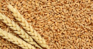 Céréales-Le-Maroc-met-sur-pied-des-mesures-pour-assurer-la-commercialisation-de-la-production-nationale