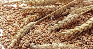 L-Algérie-l-Arabie-Saoudite-et-le-Maroc-les-premiers-acheteurs-du-blé-européen