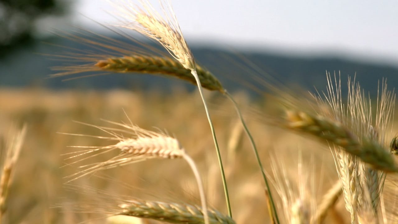 Hausse de 9% des importations marocaines de céréales