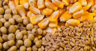 L'Ukraine termine 2019/20 avec des exportations records de céréales
