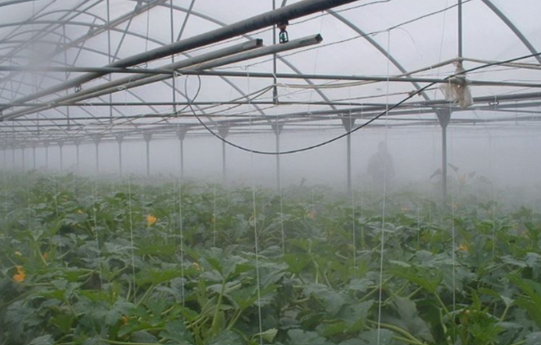 Les brumisateurs pour optimiser les cultures sous serre