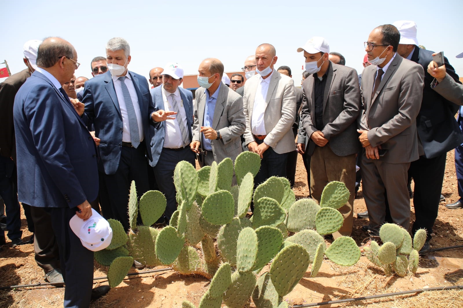 Plantation de variétés de cactus résistantes à la cochenille à Khémis Mettouh