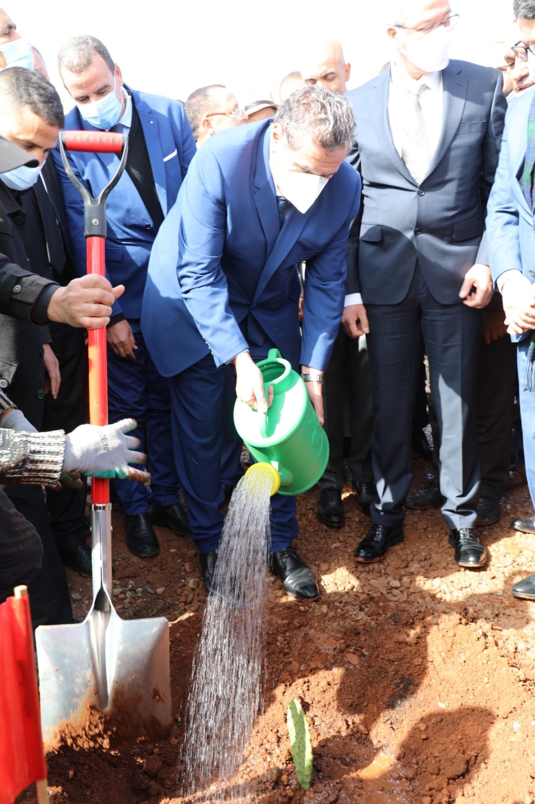 Marrakech-Safi : Plantation de cactus résistants à la cochenille