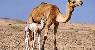 Traitement de plus de 100.000 camelins dans le sud du Maroc