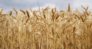 Rabat-Salé-Kénitra mise en place de 531.000 ha de céréales automne