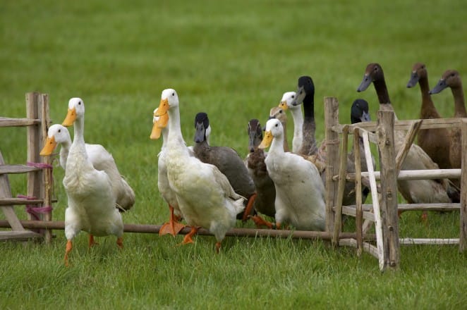 France: Un cas de grippe aviaire entraîne l&rsquo;abattage de 2.500 canards