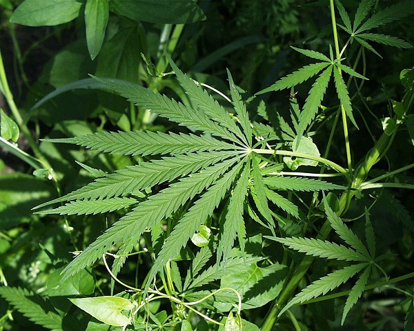 Taounate inaugure la première usine de transformation de cannabis légal