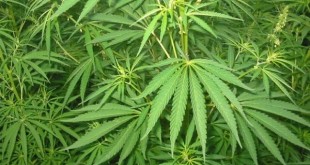 La culture du cannabis au centre des engagements du Conseil régional de Tanger-Tétouan-Al Hoceima