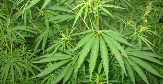 La culture du cannabis au centre des engagements du Conseil régional de Tanger-Tétouan-Al Hoceima
