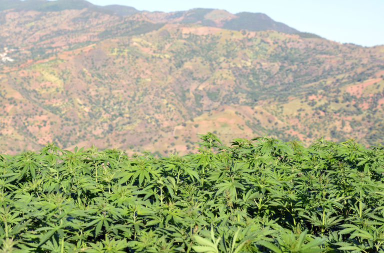 Le Maroc est le premier producteur de cannabis dans le monde