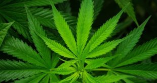 Maroc : la production de cannabis bientôt légalisée