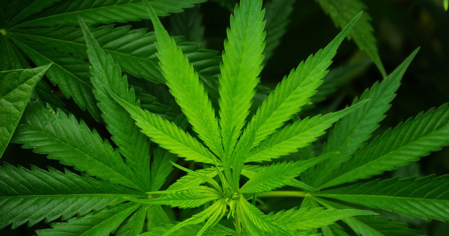 Légalisation du cannabis au Maroc : Le temps des réticences