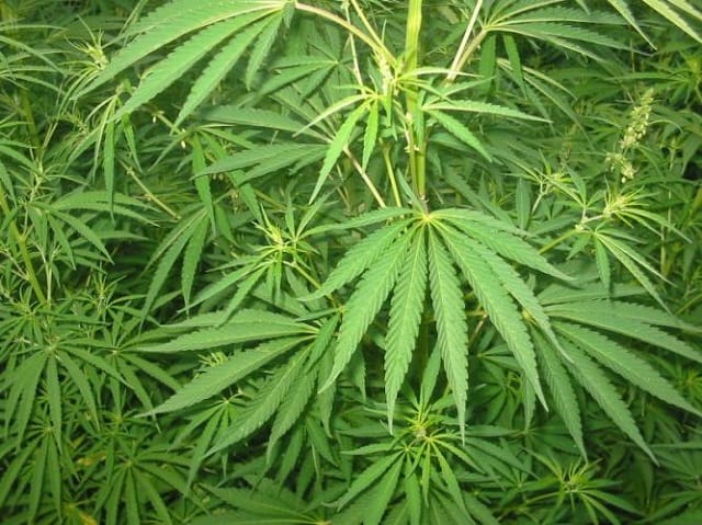 Cannabis : Al Hoceima se structure progressivement pour soutenir la filière