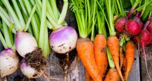 Le Maroc est le premier producteur de carottes et navets en Afrique