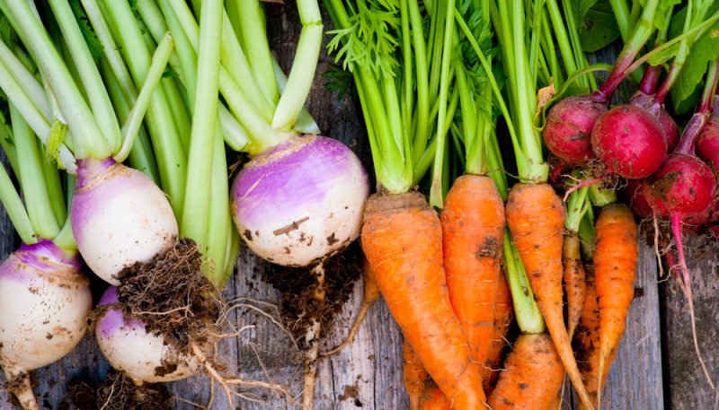 Le Maroc est le premier producteur de carottes et navets en Afrique