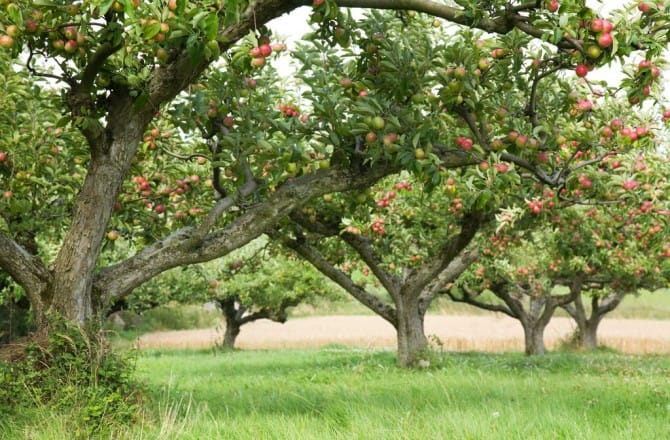 Le carpocapse du pommier (Cydia pomonella)