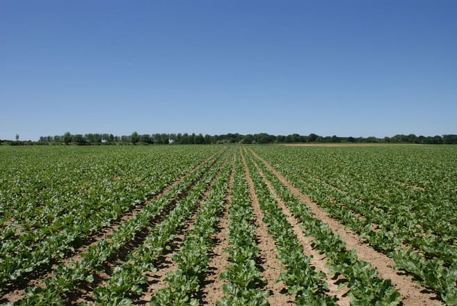 Casablanca-Settat prépare une carte agricole face à la pression urbaine
