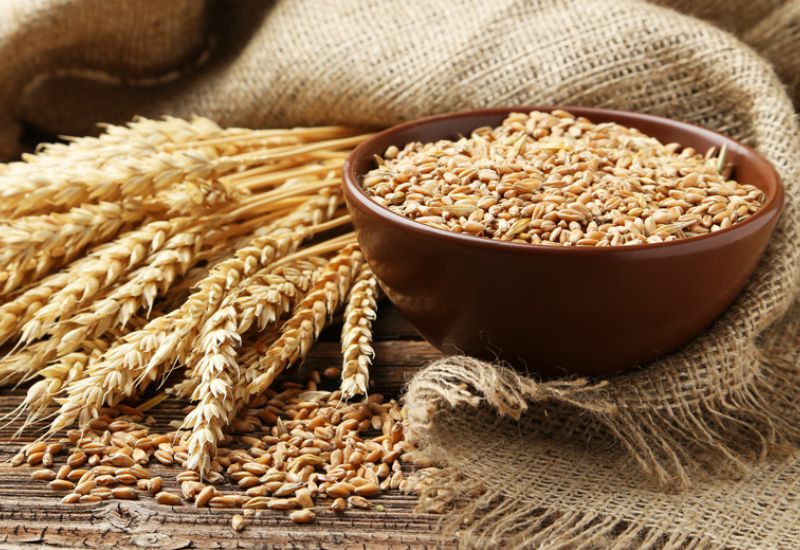 Limiter les maladies fongiques du blé