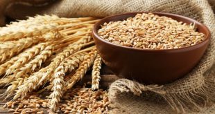 Le Maroc 2ème importateur du blé français