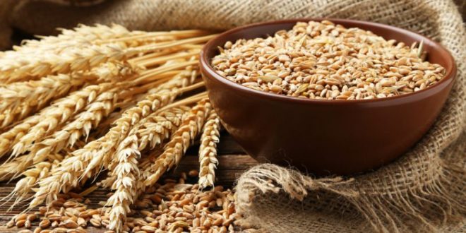 Maroc : les semences céréalières désormais subventionnées