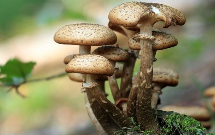 Maroc : un scientifique découvre un champignon aux propriétés anticancéreuses