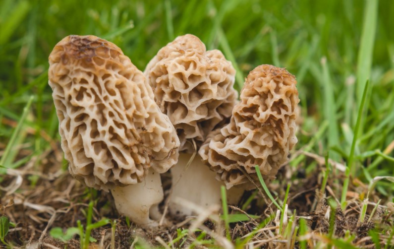Inde : le champignon le plus cher du monde est produit artificiellement