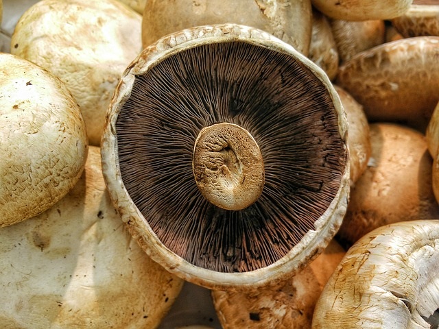 Marché mondial : les champignons