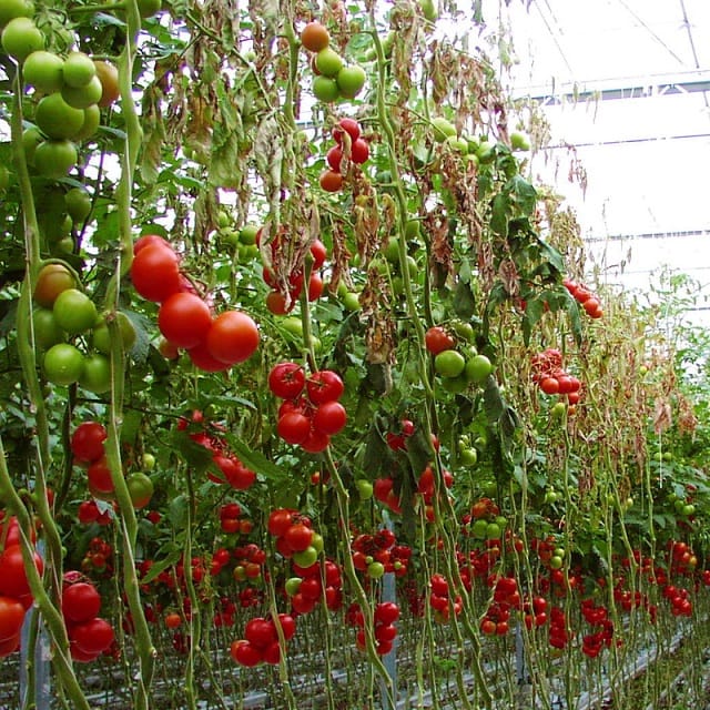 Chancre bactérien de la tomate