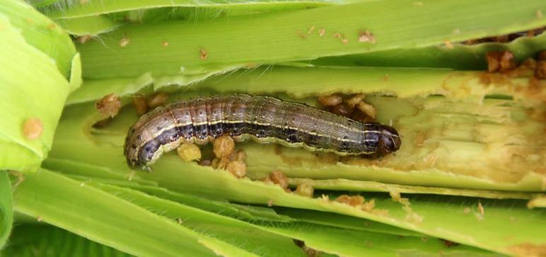Chenille légionnaire d&rsquo;automne : Une menace pour les cultures du Maroc