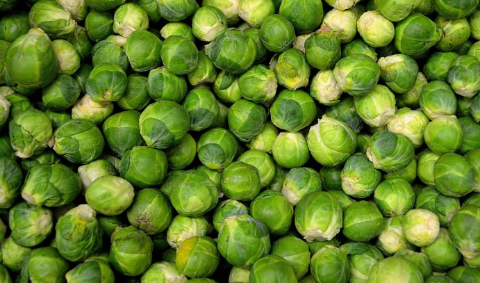 Export : 32 600 tonnes de choux de Bruxelles vers les marchés internationaux en 2025