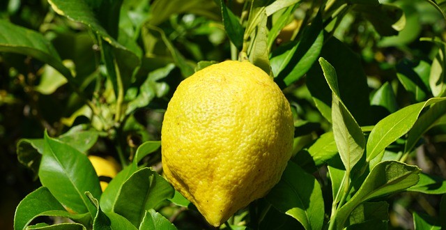 Le citron turque reste autorisé en Russie.