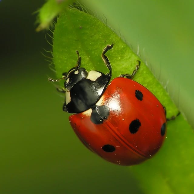 L’agriculture biologique favorise la régulation des bioagresseurs