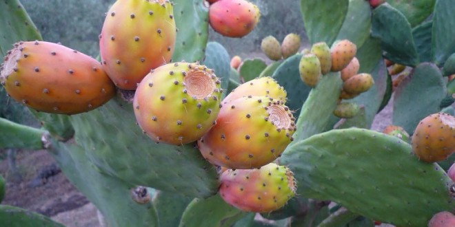 Maroc production de figues de Barbarie sous la menace de la cochenille blanche