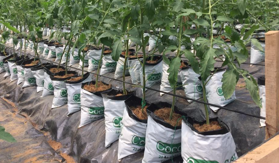 Côte d&rsquo;Ivoire : COCOSOL mise sur le substrat de coco pour son agriculture hors sol